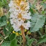 Orobanche crenata Fiore