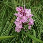 Dactylorhiza maculata Квітка