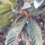 Eriobotrya japonica Likasa