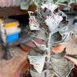 Kalanchoe rhombopilosa Blatt