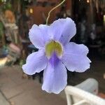 Thunbergia laurifolia Flower