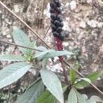 Phytolacca octandra Otro