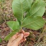 Byrsonima coccolobifolia Leaf