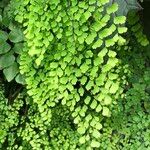 Adiantum raddianum Συνήθη χαρακτηριστικά