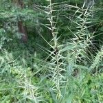 Elymus hystrix Folio