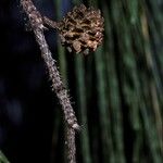 Casuarina equisetifolia Ffrwyth