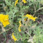 Solanum rostratum Συνήθη χαρακτηριστικά