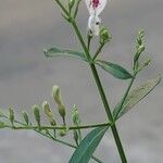 Andrographis paniculata 花