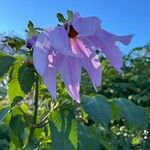 Dahlia imperialis Kvet