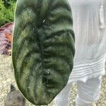 Alocasia cuprea Blatt