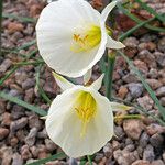 Narcissus cantabricus Flor
