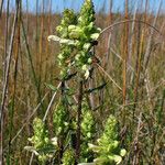 Pedicularis lanceolata Habit