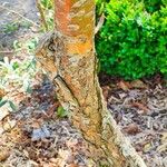 Halimodendron halodendron Bark