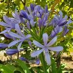 Agapanthus africanusFlor