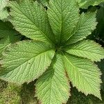 Rodgersia aesculifolia Hoja