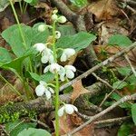 Pyrola elliptica Цветок