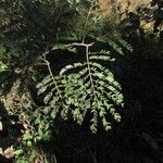 Leucochloron incuriale Leaf