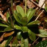 Androsace obtusifolia Mosusu