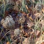 Daucus carota Habit