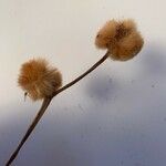 Erigeron alpinus Hábito