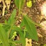 Epilobium roseum Fuelha