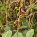 Rhynchosia sublobata फूल
