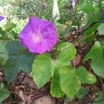 Convolvulus betonicifolius 葉