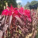 Amaranthus tricolorপাতা