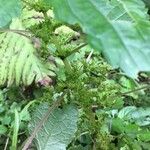 Pilea pumila Fruit