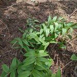 Maianthemum racemosum 整株植物