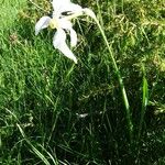 Narcissus poeticus Libunga