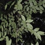 Strychnos panamensis 葉