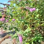 Buddleja davidii Flower