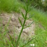 Oenanthe fistulosa Leaf