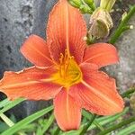 Hemerocallis fulvaKvět