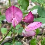 Ononis rotundifolia Flor