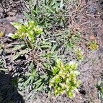 Echium brevirame Blomst