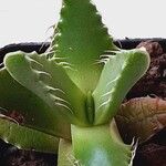 Faucaria tigrina Blatt