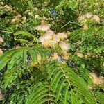 Albizia vaughanii പുഷ്പം