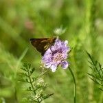 Scabiosa canescens फूल