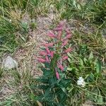 Epilobium latifolium Kwiat