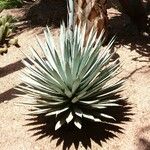 Agave macroacantha Ліст