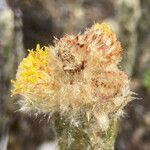 Monticalia guicanensis Flower