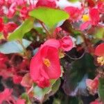 Begonia cucullata Flower