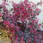 Loropetalum chinense Hostoa