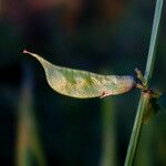 Vicia sepium Плод