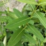 Hypericum monogynum Leaf