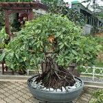 Ficus ingens Folha