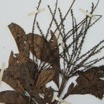 Alseis longifolia Цвят