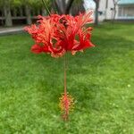 Hibiscus schizopetalus Flors